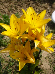 fleur jaune bis