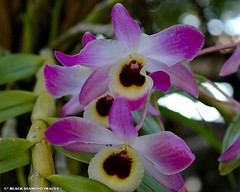 EXOTIC ORCHIDS