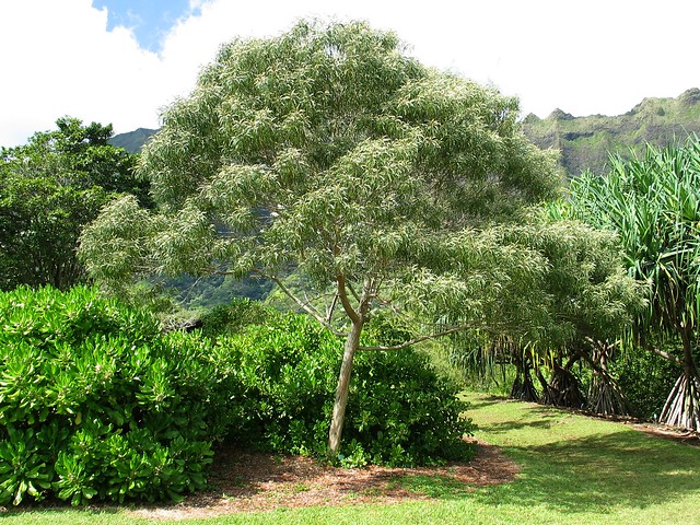 Acacia koaia | Koaiʻa, Koaiʻe, or Dwarf koa Fabaceae Endemic… | Flickr