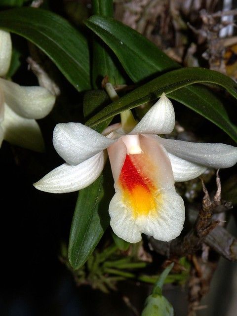 Dendrobium christyanum orchid species