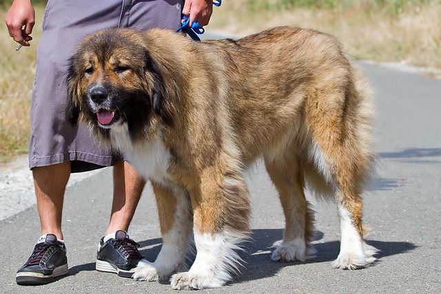 Abby, the Caucasian Mountain Dog | Flickr  Photo Sharing!