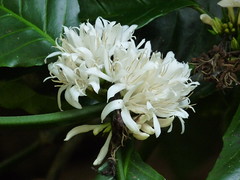 Coffee / Rubiaceae