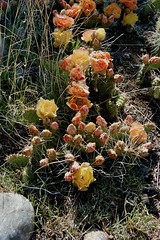 Plants: Cacti