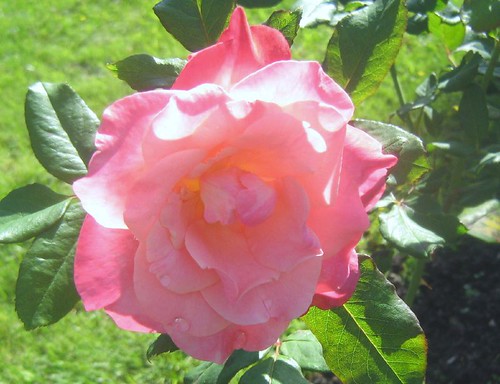 rose flower pictures