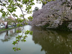 Kirschblütenfest in Hirosaki/Japan