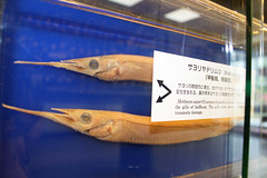 Meguro Parasitological Museum