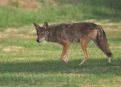 Coyote May 2010