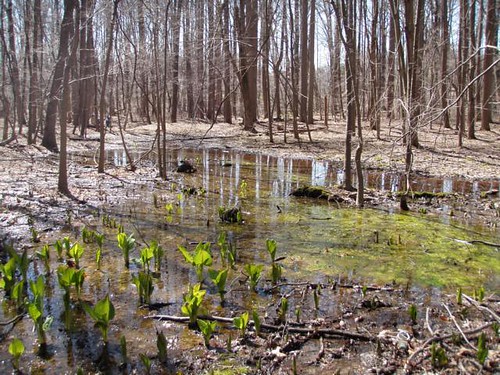 Image of a wetland.