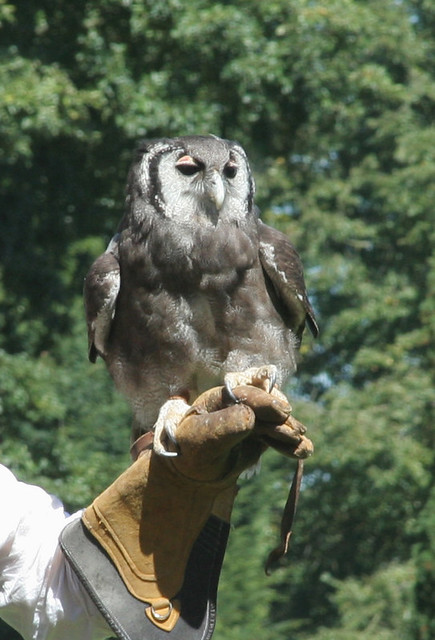 Verreux Eagle Owl