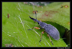 Coleoptera/Apionidae