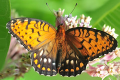 Prairie Lepidoptera Species