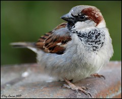 Sparrows, moineaux, pardals