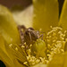 Saltamontes ( caelifera) pegándose un atracón de anteras de nopalito (opuntia brasiliensis)