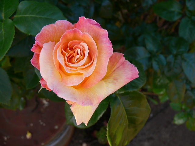 the perfect rose.