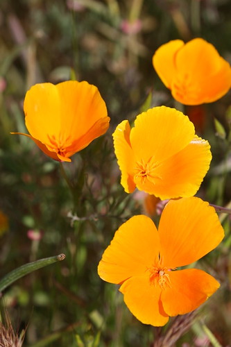 California Golden Poppy Flower IMG_5904