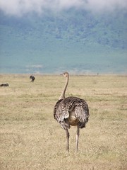 Day 08 Ngorongoro - Ostriches