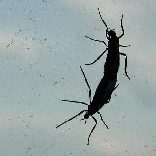 Love Bugs in Silhouette