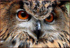 Owls / hibous et chouettes