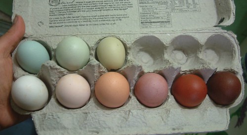 Our egg colors so far