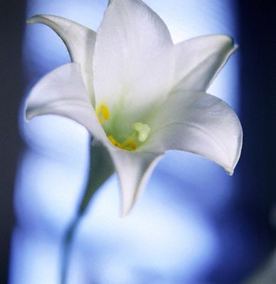 easter_lily