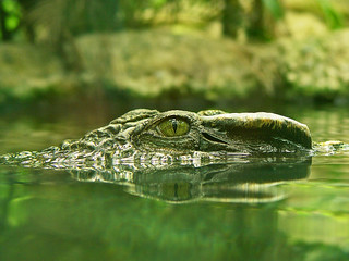 Crocodile's eye