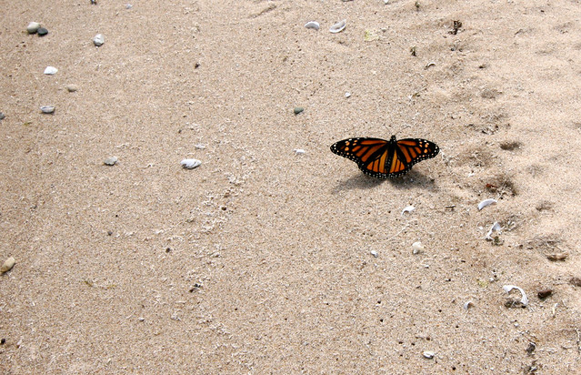 Monarch, Danaus plexippus, sunning on the shore