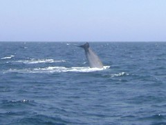 Blue whales / Baleines bleues