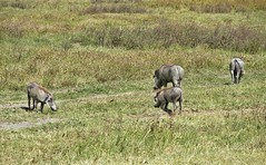 -Day 08 Ngorongoro - Buffaloes and Warthogs