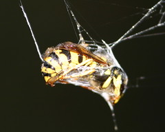 yellowjacket trapped in spiderweb