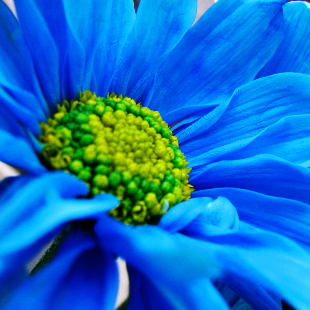 blue daisy Blue Color abstract photos : Blue is Bleu