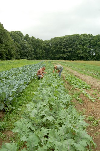organic agriculture