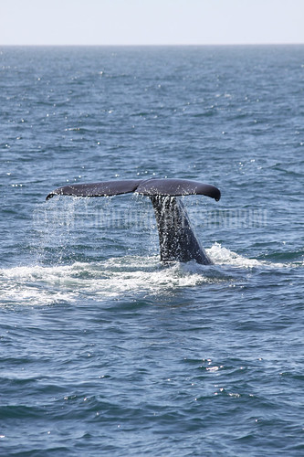 NEW ZEALAND:  Kaikoura Whale Watching_IMG_5846