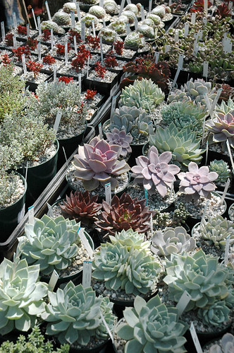 Pastel Succulents by The Huntington Library