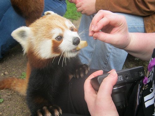 red panda eating fruit