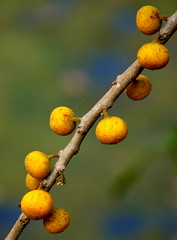 Fig / Moraceae 