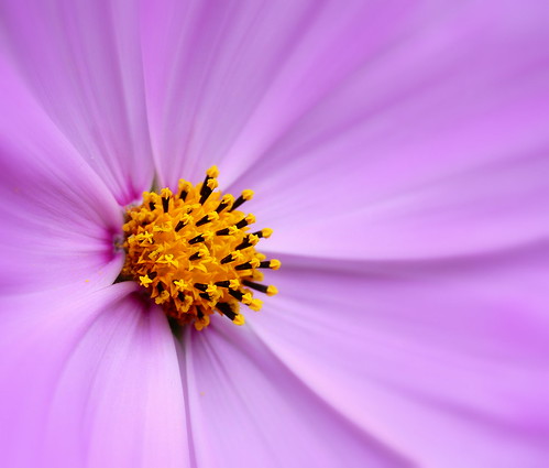 photo macro fleur violet rose