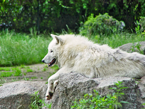 White arctic wolf by Tambako the Jaguar