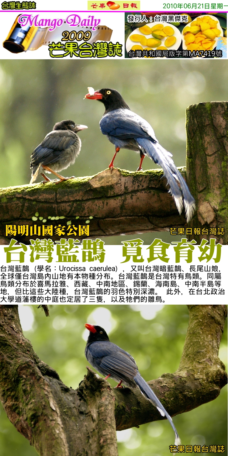 100621芒果台灣誌--台灣生物誌--陽明山國家公園的藍鵲01