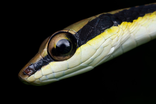 MPE65 snake shot!!! <br><i>Dendrelaphis striatus</i>, Cohn's bronze back snake. IMG_4467 copy