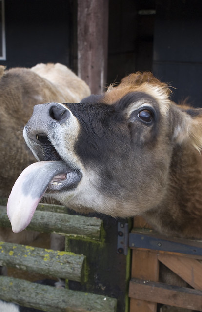Cow sticking tongue out | Flickr - Photo Sharing!