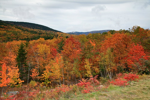 Acadia fall colors 1