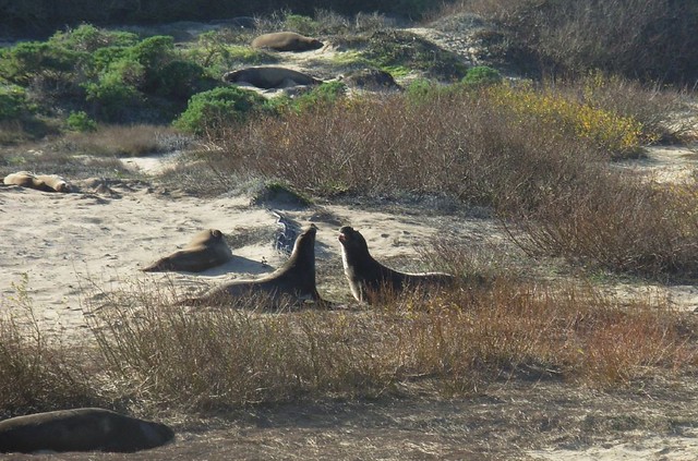 Elephant Seals at Ano Nuevo, California