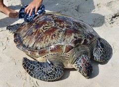 Turtle capture and release