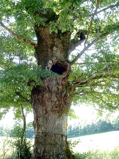 chêne à hiboux / oak with owls hole