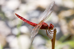 Libellule - Dragonflies and Macro