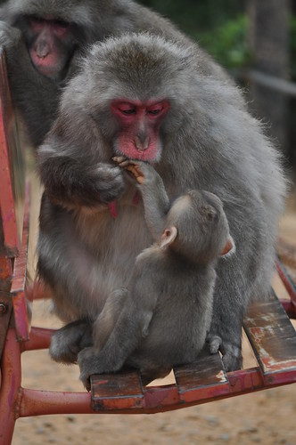 baby monkey pictures