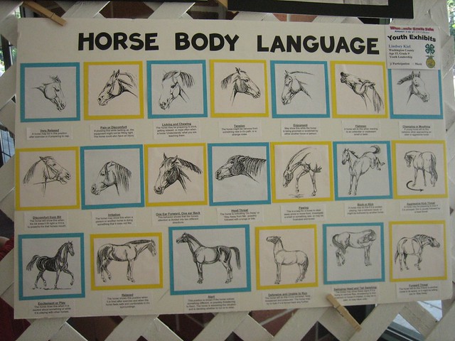 equine body language