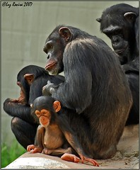 Families of animals with babies