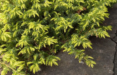 Juniperus conferta 'All Gold' 101010-0384