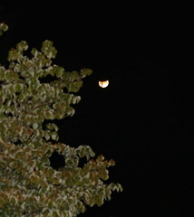 Total Lunar Eclipse, August 2007